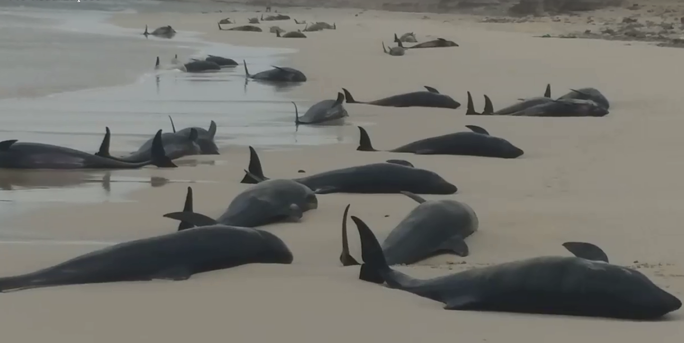 Почему дельфинов выбрасывает на берег. Киты выбросились на берег 2022. Кит выбросился на берег в Марбелье. Киты выбрасываются на берег.