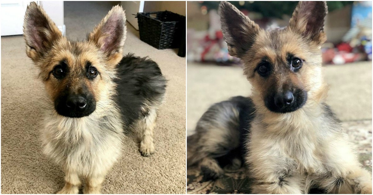 Pastor alemão anao Clearance