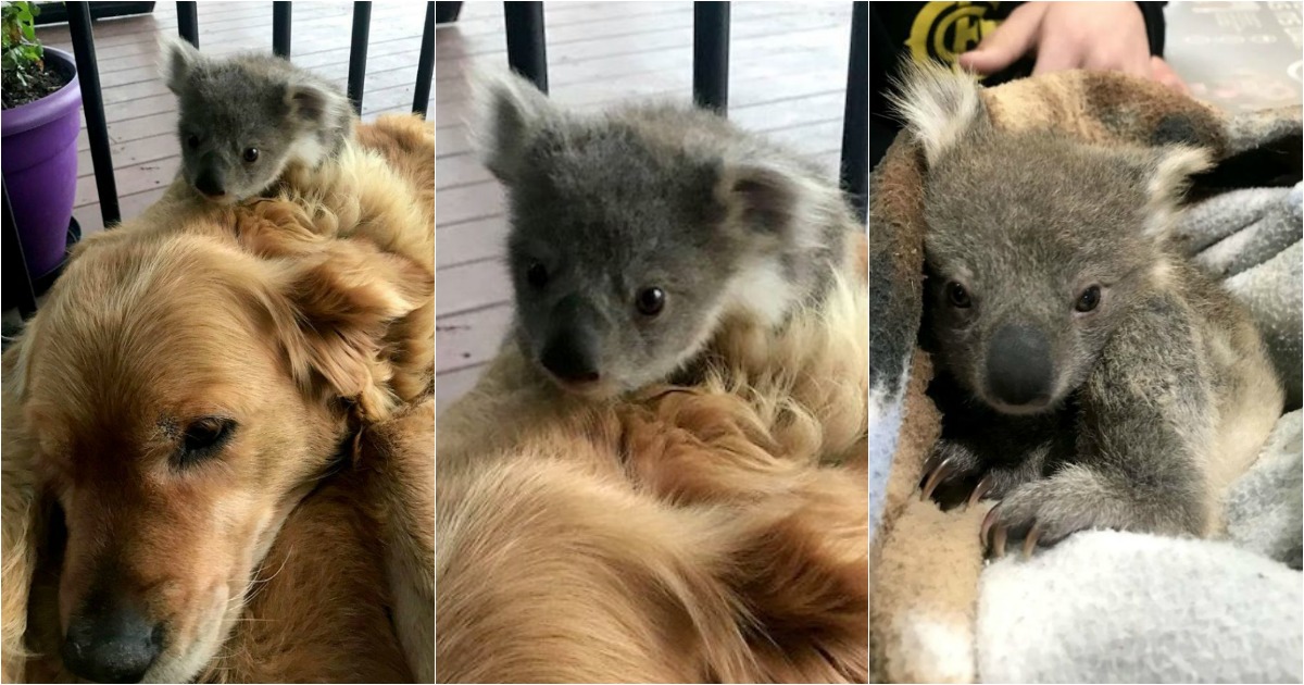 Resultado de imagem para koala and golden retriever