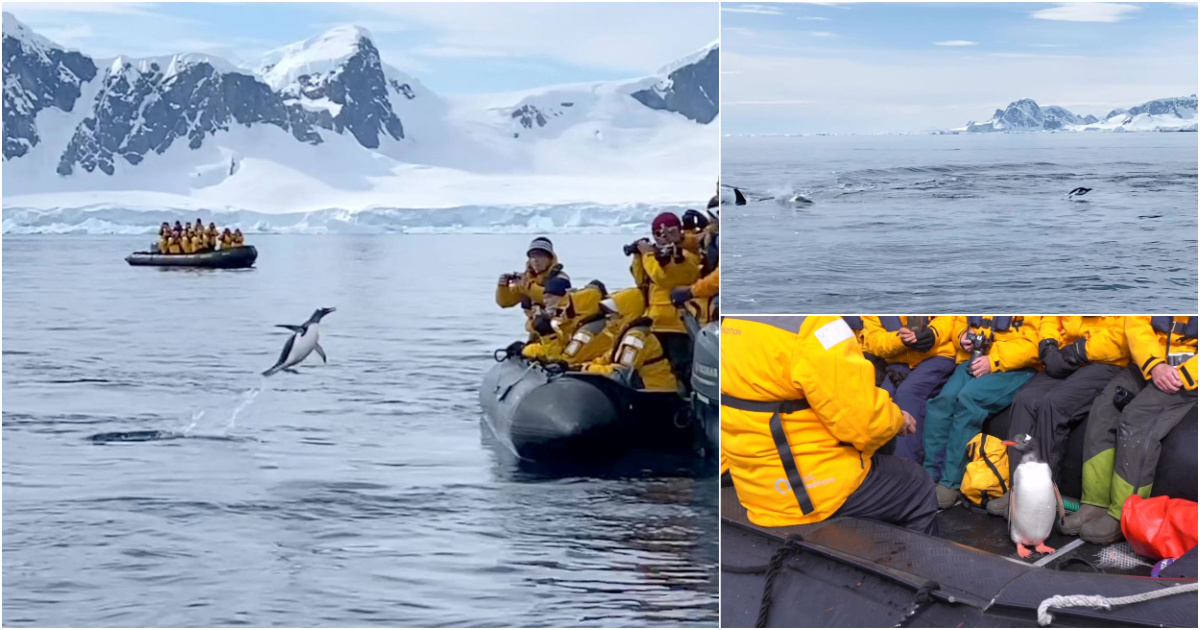 Pinguim-salta-em-barco-cheio-de-turistas