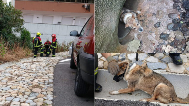 Bombeiros de Odivelas resgatam cão preso em coletor de águas pluviais