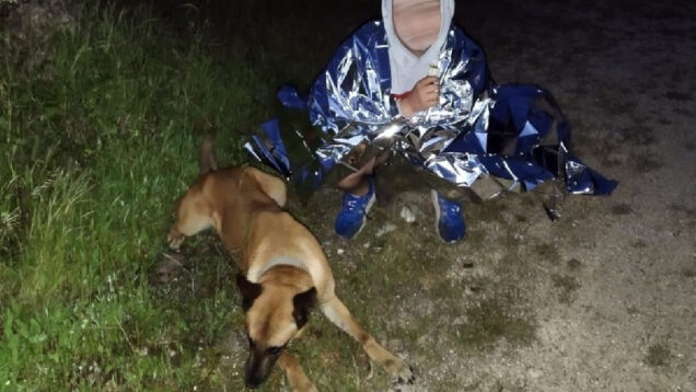 Cadela da GNR ajuda a encontrar criança desaparecida na Chamusca