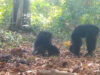 Chimpanzés selvagens são filmados a partilhar fruta com álcool na Guiné-Bissau