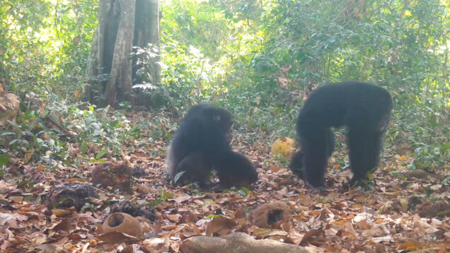 Chimpanzés selvagens são filmados a partilhar fruta com álcool na Guiné-Bissau
