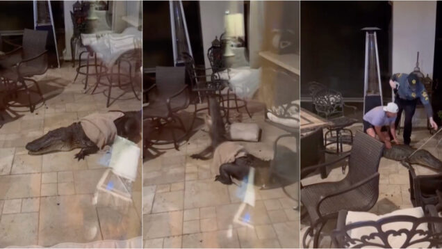 Crocodilo invade varanda de casa nos EUA e espalha o caos