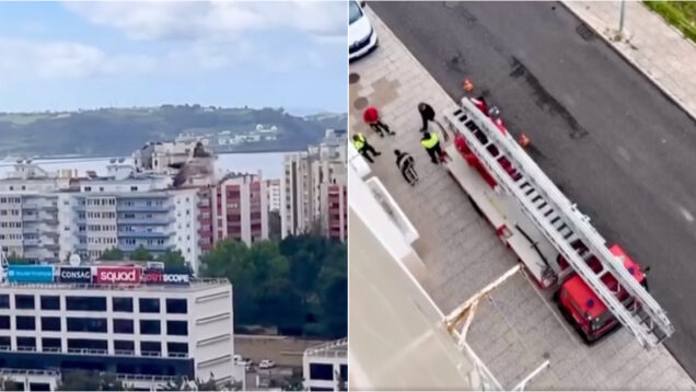 Gaivota presa a 20 metros de altura foi resgatada pelos Bombeiros de Carnaxide