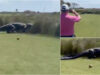 Golfistas-interrompem-jogo-apos-crocodilo-gigante-atravessar-o-campo
