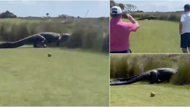 Golfistas-interrompem-jogo-apos-crocodilo-gigante-atravessar-o-campo