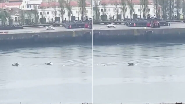 Grupo de golfinhos filmado a nadar nas águas do Porto de Leixões