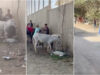Mulher-detida-apos-agredir-jovem-que-chicoteava-um-burro-na-rua-afirma-Valeu-a-pena