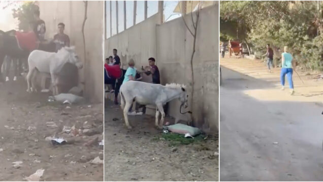 Mulher-detida-apos-agredir-jovem-que-chicoteava-um-burro-na-rua-afirma-Valeu-a-pena