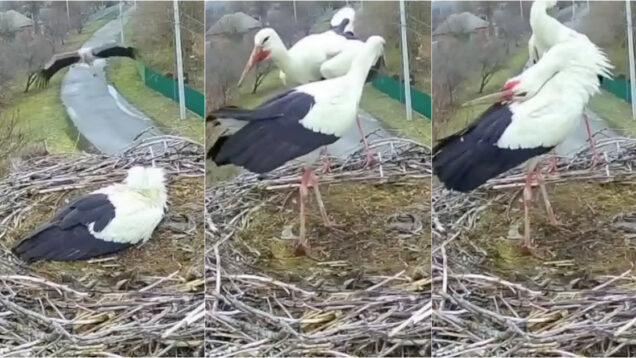 O reencontro de um casal de cegonhas na Ucrânia no início da primavera
