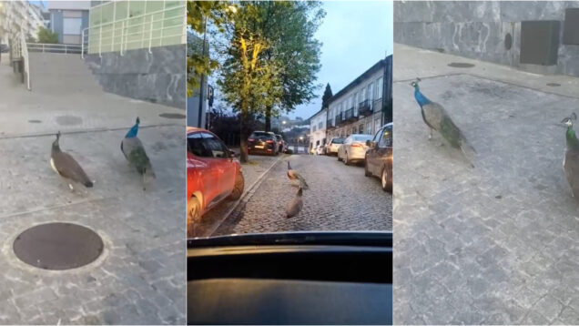 Pavões passeiam pelas ruas de Vizela após fuga do Parque das Termas