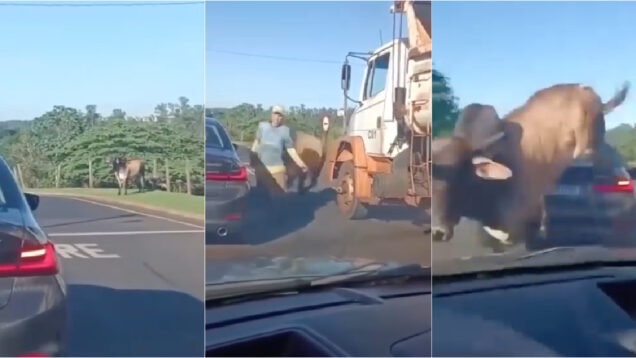 Touro-bravo-destroi-carro-apos-perseguir-homem-em-Sao-Paulo