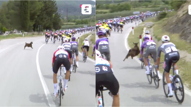 Cabra ataca pelotão do Giro e obriga ciclista a fazer malabarismo para evitar queda