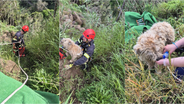 Cão resgatado pelos Bombeiros Voluntários do Nordeste na ilha de São Miguel