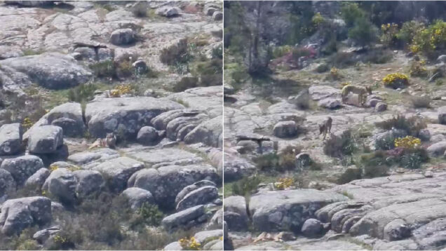 Cinco lobos-ibéricos filmados a fazer a sesta no Alto Minho