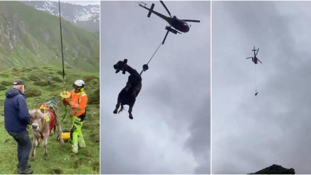 Evacuacao-em-aldeia-suica-inclui-resgate-de-habitantes-e-vacas-transportadas-de-helicoptero