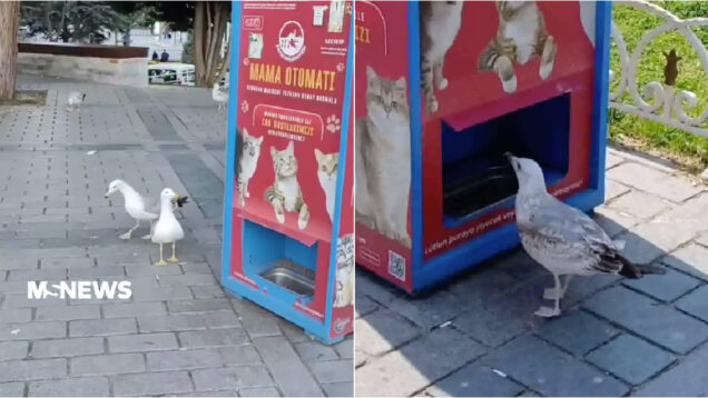 Gaivota finge ser gato para tentar ganhar comida de máquina automática