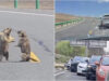 Marmotas discutem no meio da estrada e causam congestionamento na China