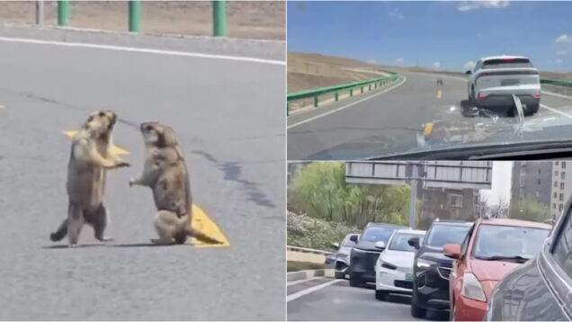 Marmotas discutem no meio da estrada e causam congestionamento na China