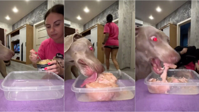 Mulher-simula-ser-atacada-para-ver-se-o-cao-a-salvaria-em-vez-da-comida