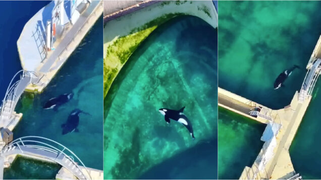 Orcas e golfinhos vivem sem rumo num parque aquático em França abandonado há meses