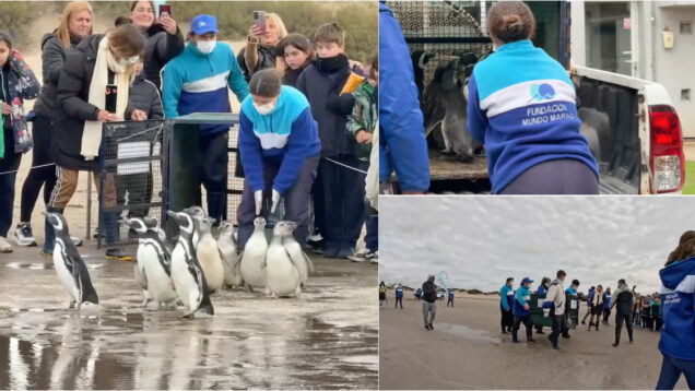 Pinguins-regressam-ao-mar-na-Argentina-apos-dois-meses-de-reabilitacao