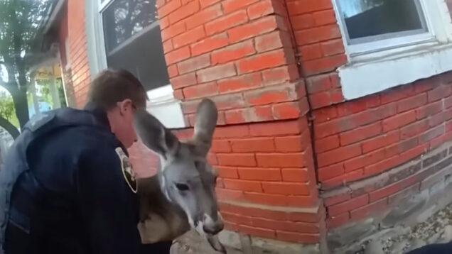 Polícia apanha canguru que estava em fuga nos EUA