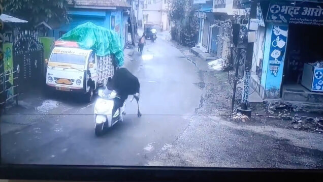 Touro-rouba-e-conduz-mota-na-India-e-video-torna-se-viral