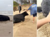 Vaca-levada-pelas-cheias-e-encontrada-viva-na-praia-a-20-km-de-casa-na-Australia
