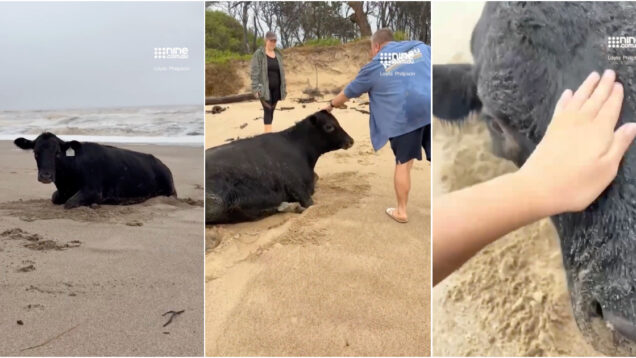 Vaca-levada-pelas-cheias-e-encontrada-viva-na-praia-a-20-km-de-casa-na-Australia