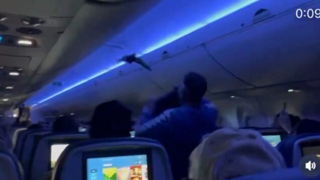 Voo-interrompido-por-intruso-improvavel_-pombo-entra-em-aviao-e-gera-confusao