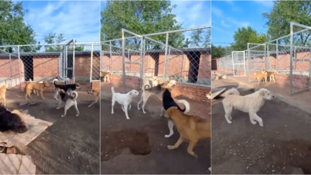 Cão Rei Charlie impõe respeito num canil e conquista a Internet