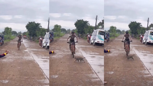 Ciclista mostra reflexos incríveis para evitar atropelar um gato