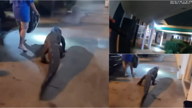 Crocodilo em transporte para zoológico foge de viatura e acaba por ser capturado num hotel