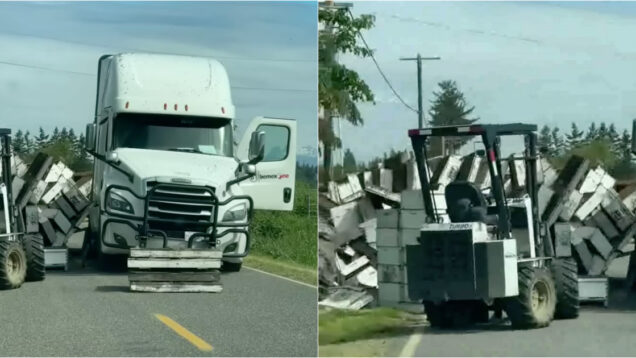 Despiste de camião libertou 250 milhões de abelhas