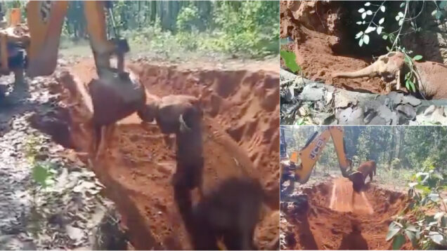 Elefante bebé salvo após 50 horas preso na lama faz gesto de agradecimento o seu herói