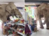 Elefante entra em supermercado e furta fruta e bolachas após fugir de parque