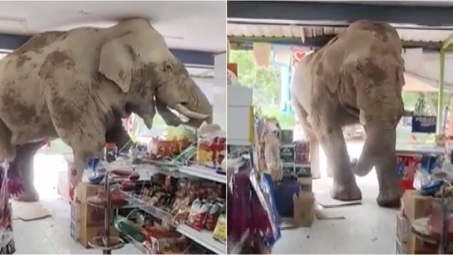 Elefante entra em supermercado e furta fruta e bolachas após fugir de parque