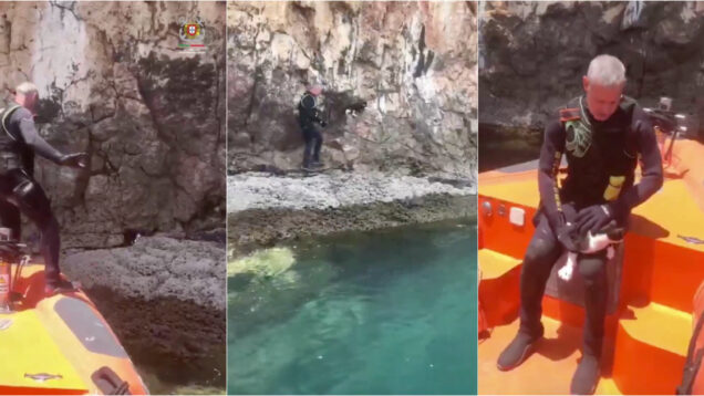 Gato isolado em arriba foi resgatado por equipa da Estação Salva-vidas de Lagos