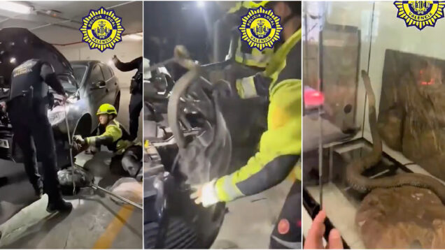 Motorista abre capô e encontra a maior cobra da Europa escondida cerca de 3 metros