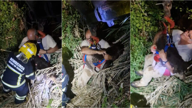 Operação de resgate salva cão em local de difícil acesso nas Caldas da Rainha