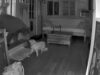 Urso invade casa e é surpreendido por cão corajoso que fica cara a cara com ele