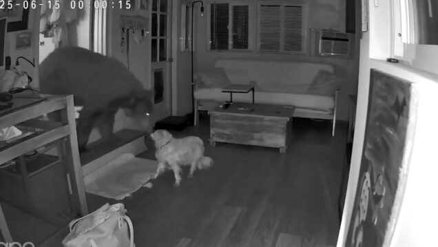 Urso invade casa e é surpreendido por cão corajoso que fica cara a cara com ele