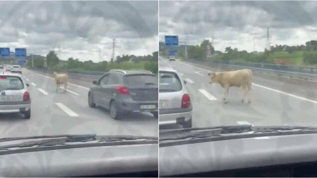 Vaca saltou vedação e entrou na Autoestrada 11 em Guimarães