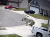 Zebra em fuga surpreende moradores ao passear por bairro nos EUA
