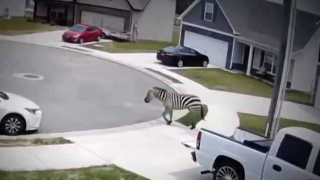 Zebra em fuga surpreende moradores ao passear por bairro nos EUA