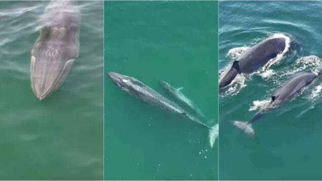 Baleia-de-Bryde e cria foram avistadas junto à Fonte da Telha