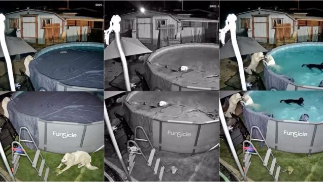 Cães tiram cobertura da piscina e fazem pool party durante toda a noite